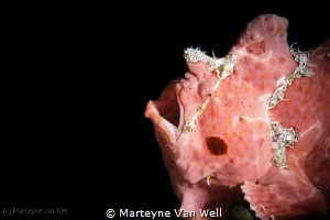 A painted frogfish caught at the tail end of its yawn by Marteyne Van Well 
